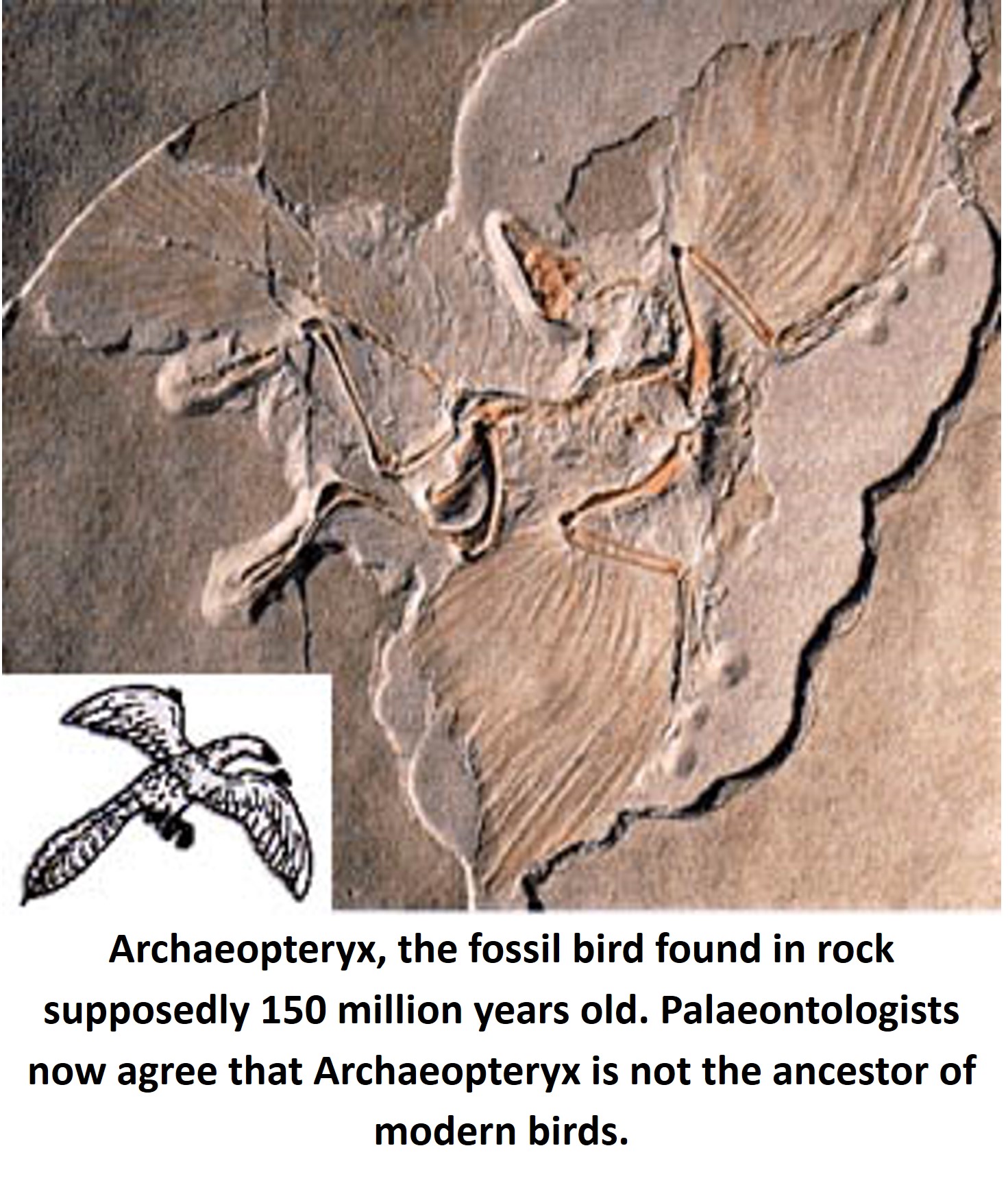 Archaeopteryx