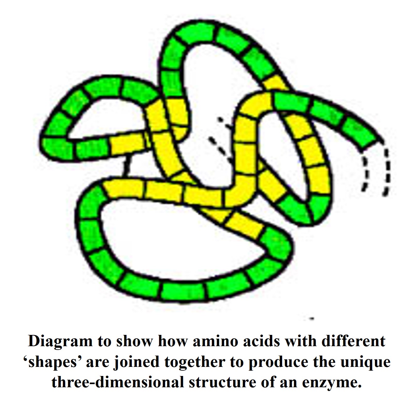 Amino Acids