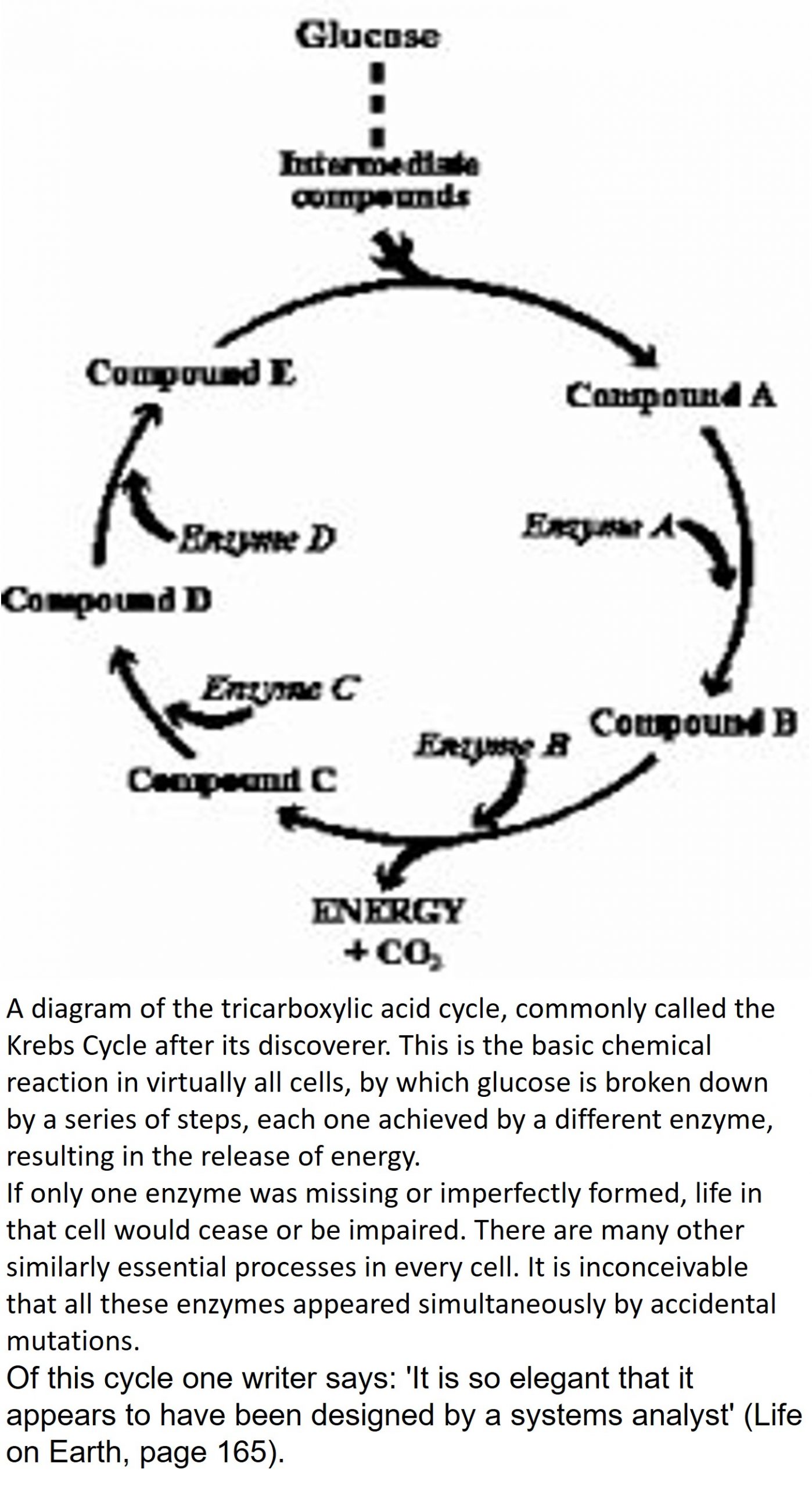 A diagram of the tricarboxylic acid cycle, commonly called the Krebs Cycle