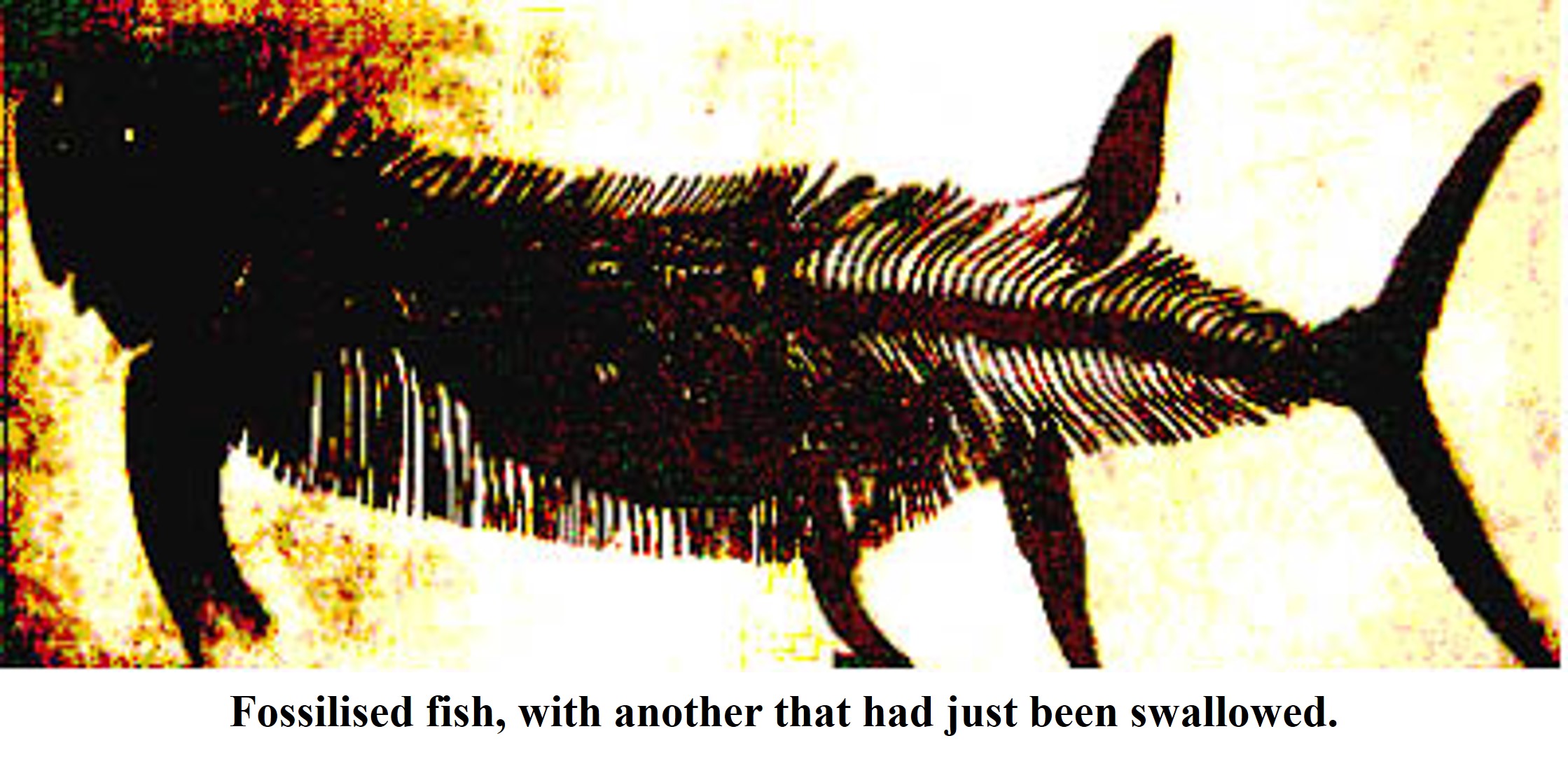 Fossilized Fish