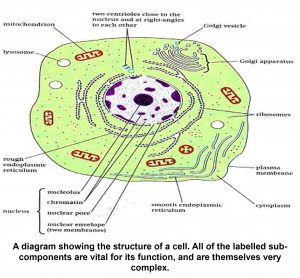Diagram showing the structure of a cell
