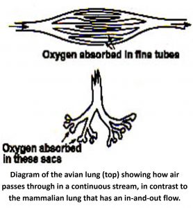Diagram of Avian Lung