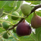 The Sign of the Fig Tree