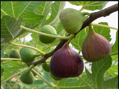 The Sign of the Fig Tree